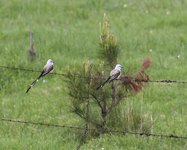 Scissor-tailed Flycatchers 7084